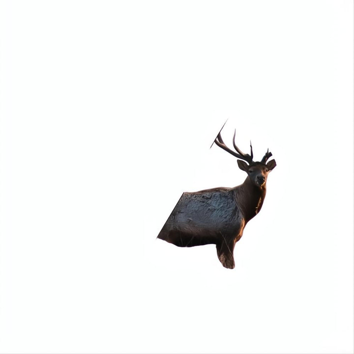 Bushnell Engage DX 20-60x80